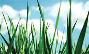 Grass Routes — road stories from ACT Issue 15 — original ACT Issue 15 image